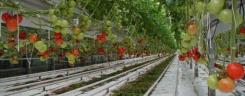 tn_tomato-greenhouse_510.jpg
